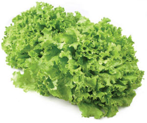 Solata krhkolistna Kristalka 